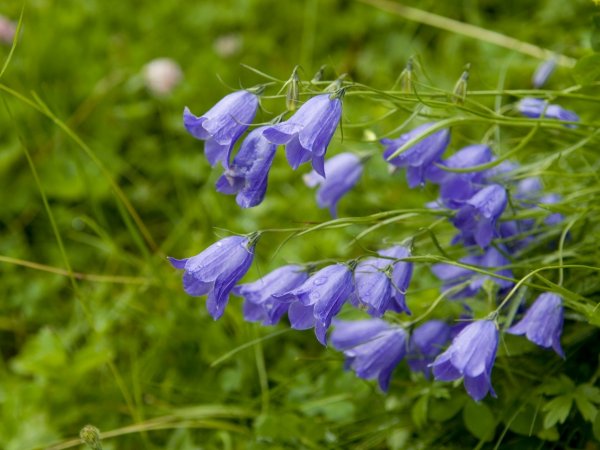 _bla0886_1_.jpg _bla0886_1_.jpg