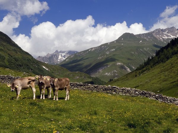 _pet4820.jpg _pet4820.jpg